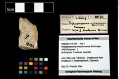 Foto (Objekt + Etikett) von Protosphaeroma ernstbrunnense (Bachmayer, 1949)  (NHMW-GEO-1990-0041-10194)